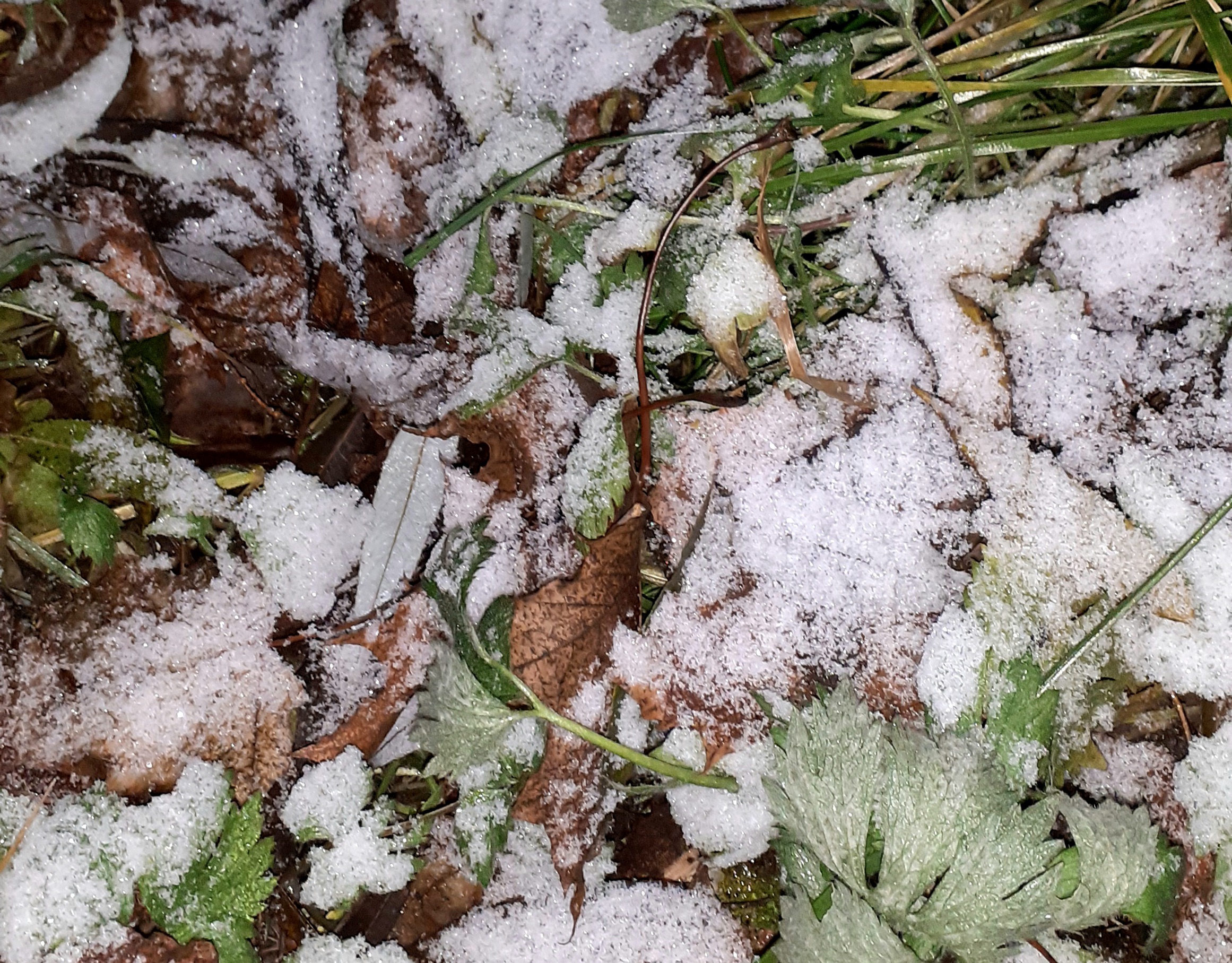 После зимы приходит. Что идет после зимы. Подморозило.