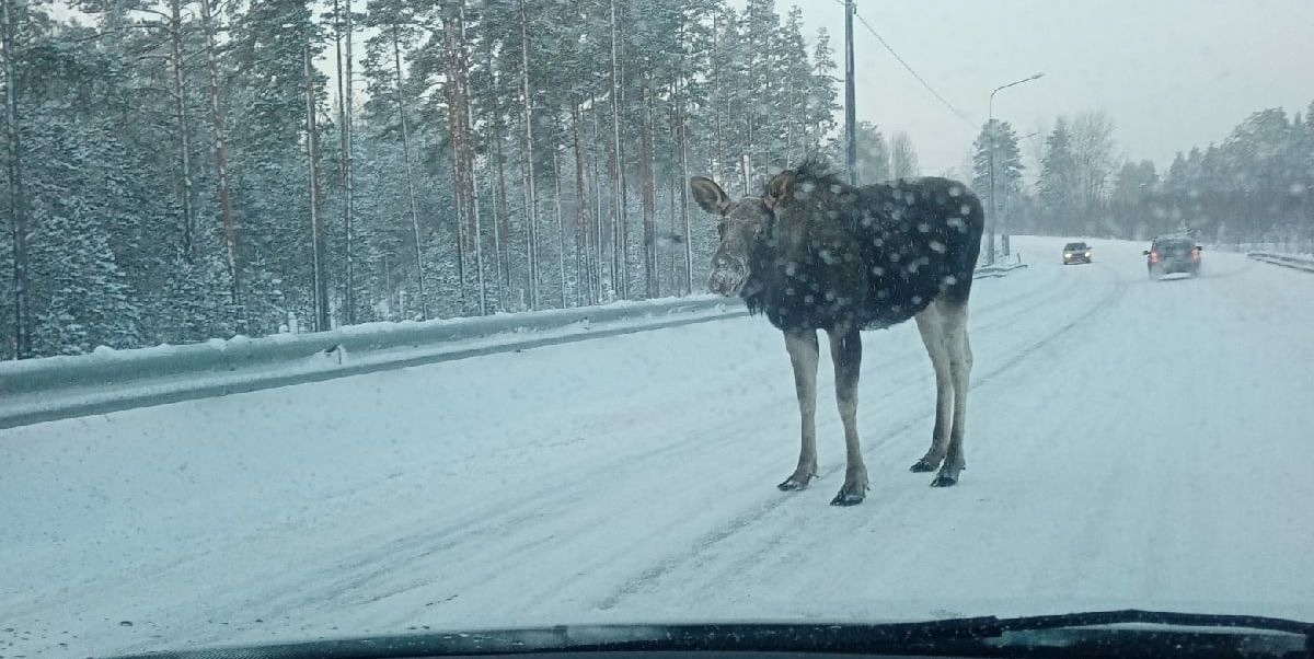 Остановка лось. Дикие животные на дороге. Сохатый на дороге. Лось Ленинградской области.