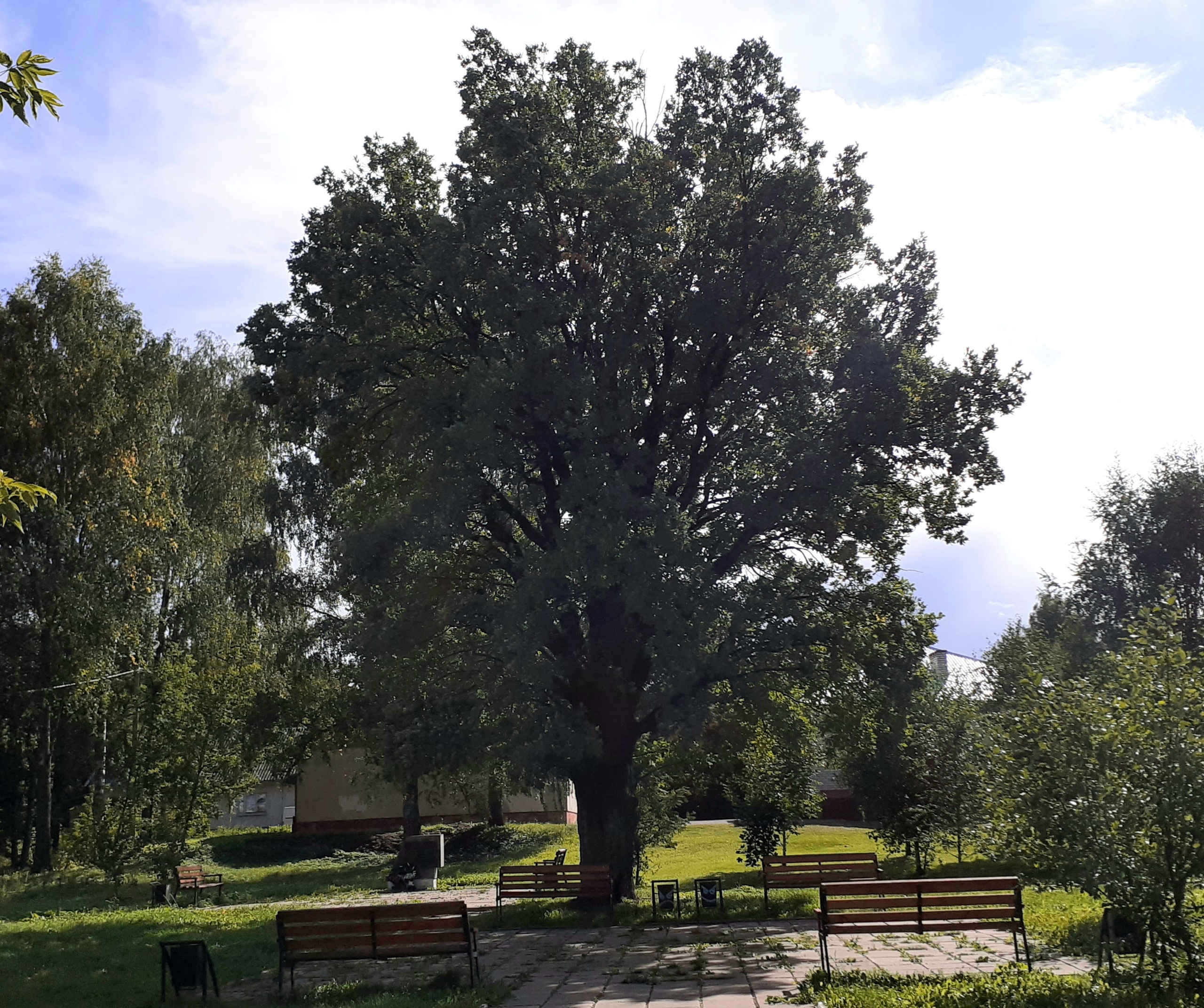 Деревья Тамбовской области